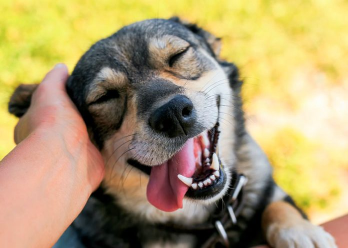 21 de julio Día mundial del perro