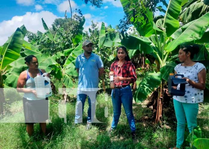 6 INTA entregó insumos biológicos para el control de plagas en Belén, Rivas