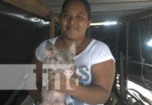 Nicaragua avanza en la producción de carne porcina de enero a julio 2022 Estrategia porcina con excelentes resultados en la Isla de Ometepe