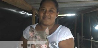 Estrategia porcina con excelentes resultados en la Isla de Ometepe