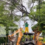 Frondoso árbol cae sobre calle del barrio Tamanes, Juigalpa Frondoso árbol cae sobre calle del barrio Tamanes, Juigalpa
