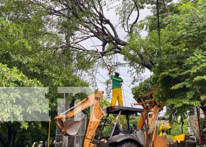 Frondoso árbol cae sobre calle del barrio Tamanes, Juigalpa