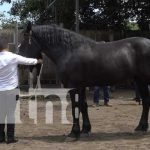 Nicaragua fortalece indicadores reproductivos del hato ganadero Nicaragua fortalece indicadores reproductivos del ato ganadero