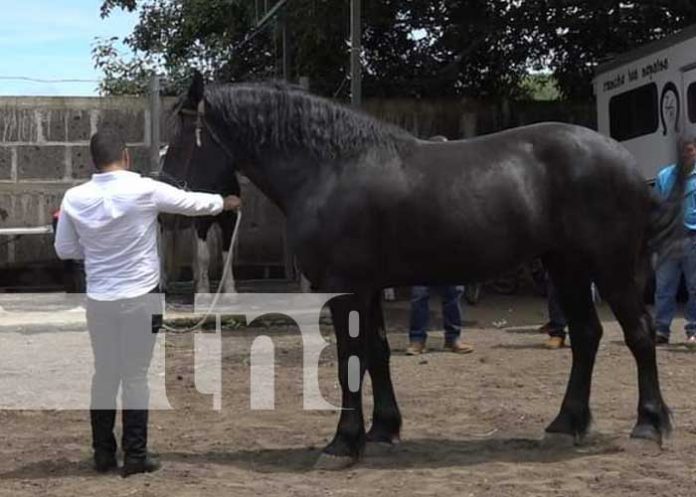 Nicaragua fortalece indicadores reproductivos del ato ganadero