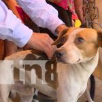 MINSA realiza jornada de vacunación antirrábica en Managua