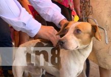 MINSA realiza jornada de vacunación antirrábica en Managua