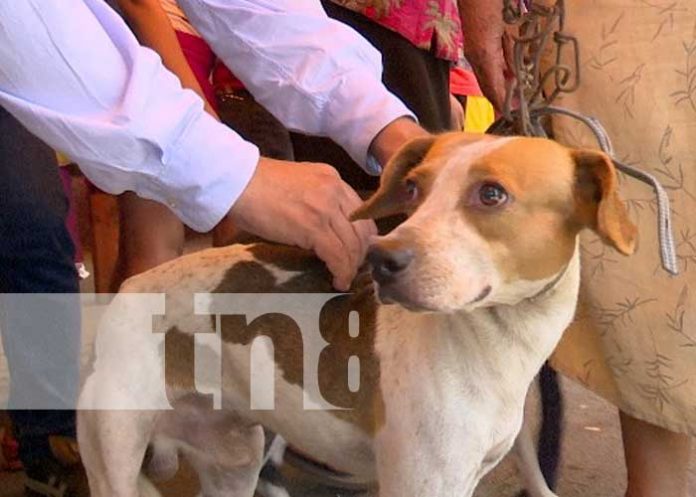 PERROS-2 MINSA realiza jornada de vacunación antirrábica en Managua