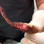 Una boa en Rusia casi muere al ser mordida por dos ratas Foto: Una boa en Rusia casi muere al ser mordida por dos ratas - Cortesía