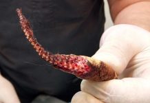 Foto: Una boa en Rusia casi muere al ser mordida por dos ratas - Cortesía
