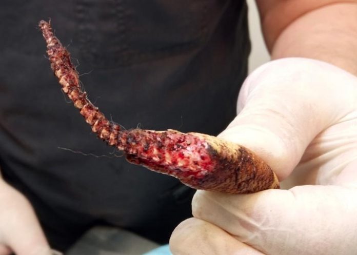 Foto: Una boa en Rusia casi muere al ser mordida por dos ratas - Cortesía