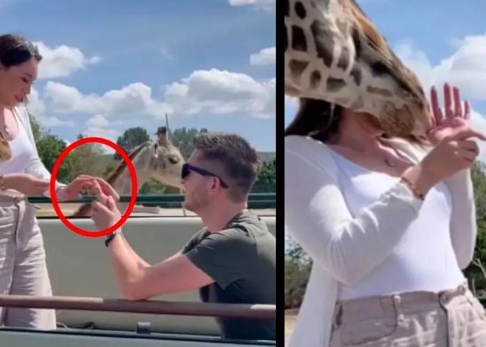 Fallido accidente vivió una pareja por una jirafa celosa