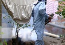 Jornada de fumigación y abatización en Managua