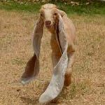 ¿Mal ojo? Habitantes de Pakistán rezan por cabrito con orejas largas Cabrito en Pakistán causa molestia por sus largas orejas