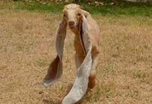 ¿Mal ojo? Habitantes de Pakistán rezan por cabrito con orejas largas Cabrito en Pakistán causa molestia por sus largas orejas