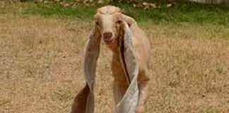 Cabrito en Pakistán causa molestia por sus largas orejas