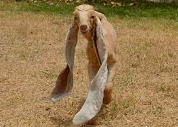 Cabrito en Pakistán causa molestia por sus largas orejas