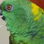 TikTok se enciende porque ave canta con full sentimiento