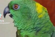 Fascinados usuarios de TikTok tras ver perico cantando “La puerta negra” TikTok se enciende porque ave canta con full sentimiento