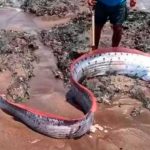 ¡Insólito! Capturan un gigante pez y teme una catástrofe natural