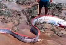 ¡Insólito! Capturan un gigante pez y teme una catástrofe natural