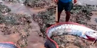 ¡Insólito! Capturan un gigante pez y teme una catástrofe natural