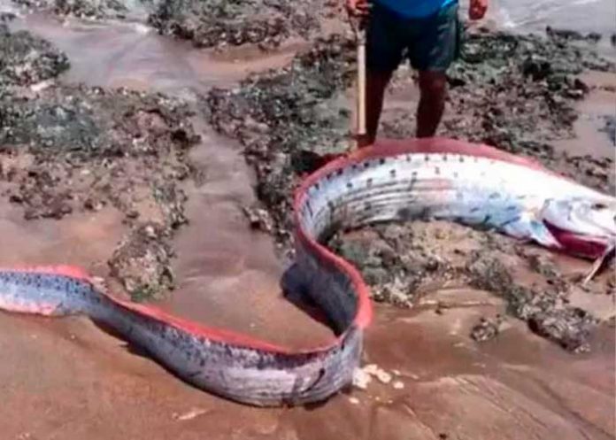 ¡Insólito! Capturan un gigante pez y teme una catástrofe natural