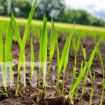 INTA impulsa alternativas agroecológicas de producción de arroz en Chinandega