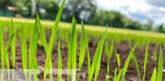 INTA impulsa alternativas agroecológicas de producción de arroz en Chinandega