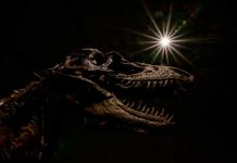 ¡Increíble! Esqueleto de dinosaurio de 76 millones de años será subastado ¡Increíble! Esqueleto de dinosaurio de 76 millones de años será subastado