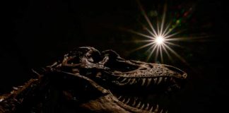 ¡Increíble! Esqueleto de dinosaurio de 76 millones de años será subastado