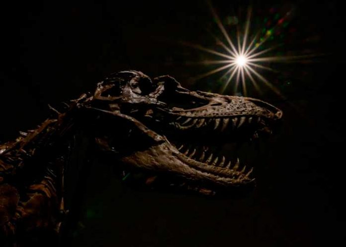 ciencia2 ¡Increíble! Esqueleto de dinosaurio de 76 millones de años será subastado