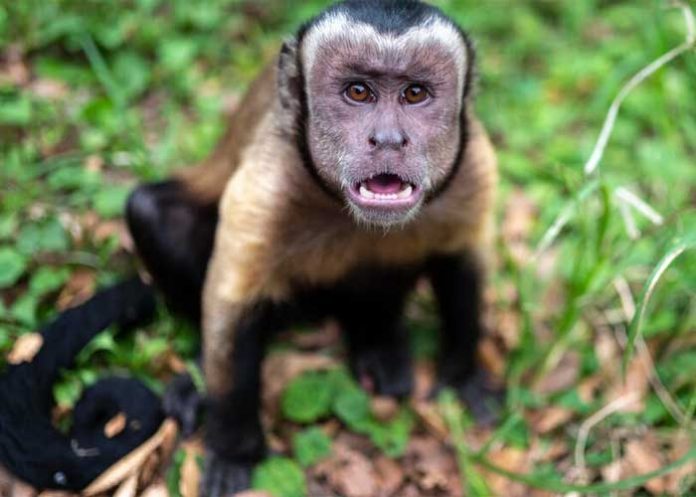 Ola de ataques de monos salvajes en Japón deja al menos 42 heridos