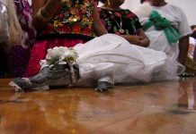 ¿Tradición? Alcalde de México se casó con una lagarta y la vistió de novia En México alcalde se casa con 'Alicia Rubí': un lagarto