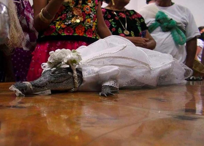 laga1 En México alcalde se casa con 'Alicia Rubí': un lagarto