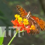 El Mariposario, un destino natural para conocer en la Isla de Ometepe Ometepe, majestuoso lugar y ofrece diferentes especies