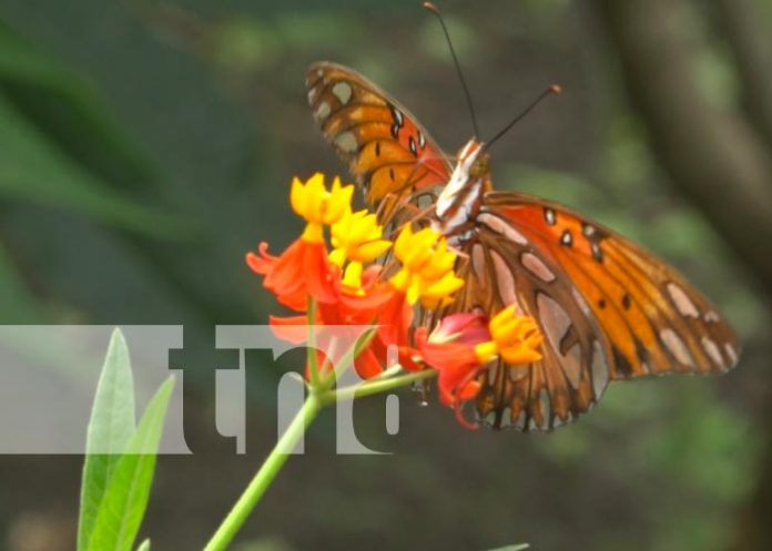 lindo Ometepe, majestuoso lugar y ofrece diferentes especies