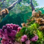 Descubren esponjas marinas contra alzheimer Biólogo mexicano descubre esponjas marinas contra Alzheimer