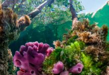 Descubren esponjas marinas contra alzheimer Biólogo mexicano descubre esponjas marinas contra Alzheimer