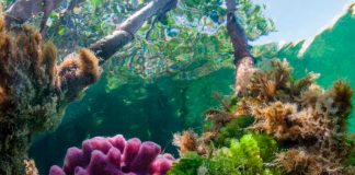 Biólogo mexicano descubre esponjas marinas contra Alzheimer