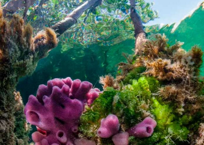 Biólogo mexicano descubre esponjas marinas contra Alzheimer