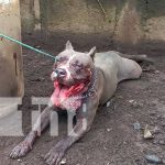 Pitbull pone a temblar a pobladores de Las Conchitas, en Masaya Ataque de pitbull causa pavor en una comarca de Masaya