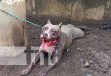 Pitbull pone a temblar a pobladores de Las Conchitas, en Masaya Ataque de pitbull causa pavor en una comarca de Masaya