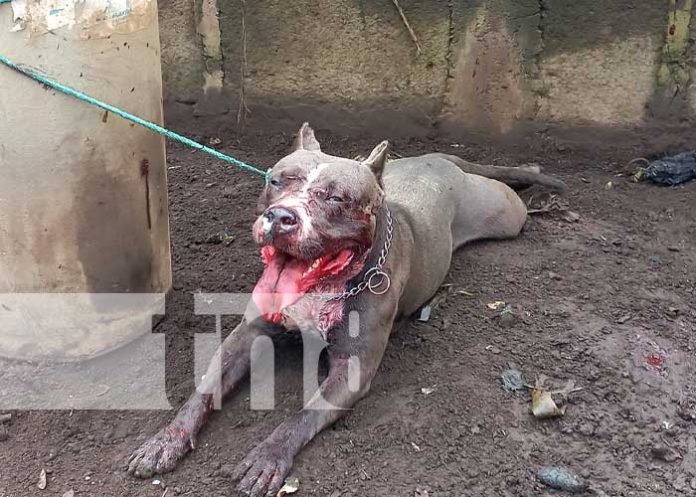Ataque de pitbull causa pavor en una comarca de Masaya