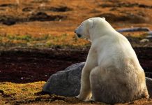 Veterinarios de Rusia corren para salvar a ‘oso polar atorado con una lata’ Oso polar busca ayuda en un pueblo del Ártico en Rusia
