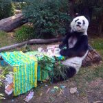 Shuan formaba parte de un selecto grupo de 8 pandas 