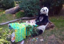 Gran pérdida: ‘Shuan Shuan’ la panda gigante más longeva de México murió Shuan formaba parte de un selecto grupo de 8 pandas
