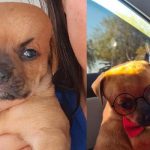 En Bolivia el perrito chupete tiene desviación en los ojitos