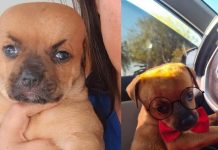 En Bolivia el perrito chupete tiene desviación en los ojitos