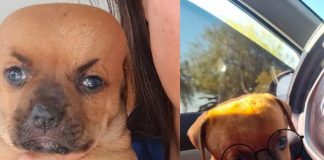 En Bolivia el perrito chupete tiene desviación en los ojitos