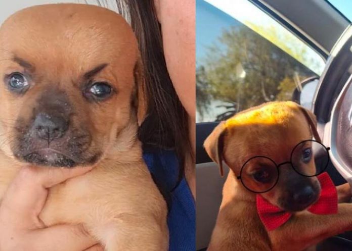 En Bolivia el perrito chupete tiene desviación en los ojitos